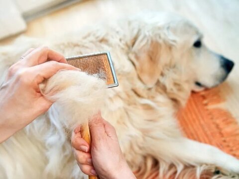 Cura del Pelo