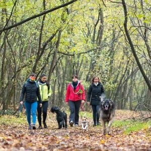 Ruffwear Front Range Pettorina Outdoor