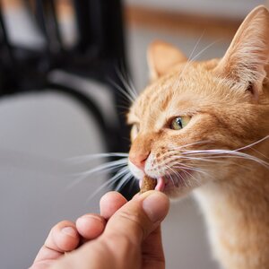 Kit Pronto Soccorso Completo Cani e Gatti 50 Pezzi