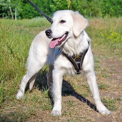 Julius-K9 IDC Powerharness Pettorina