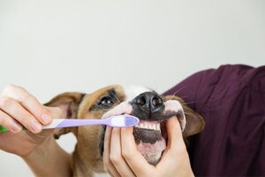 Igiene Dentale