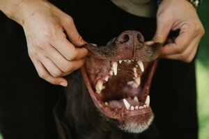 Igiene Dentale