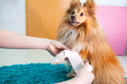 Kit Pronto Soccorso Completo Cani e Gatti 50 Pezzi