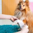 Kit Pronto Soccorso Completo Cani e Gatti 50 Pezzi