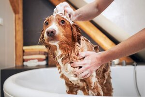 Shampoo e Bagno