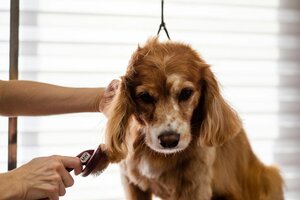 Spazzole e Grooming