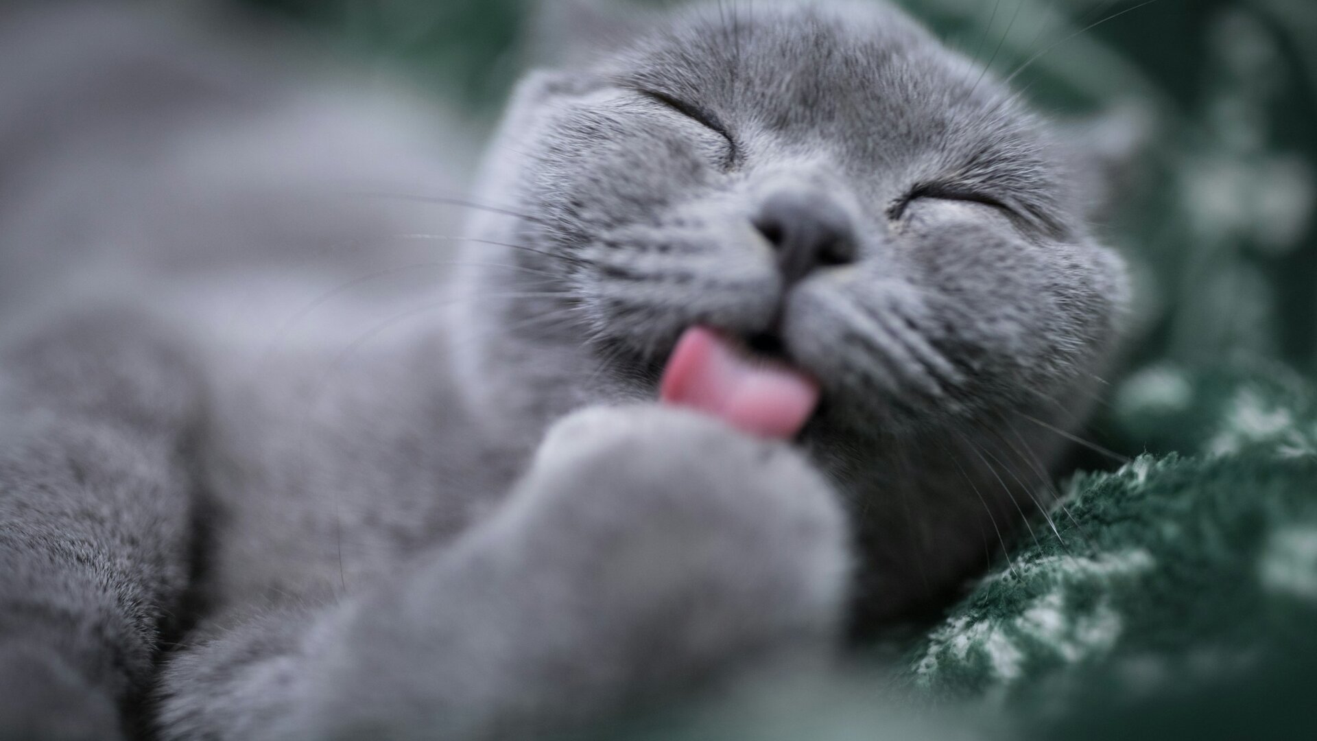 Gatto che si lecca durante la pulizia: come prevenire i boli di pelo e l'eccessiva ingestione