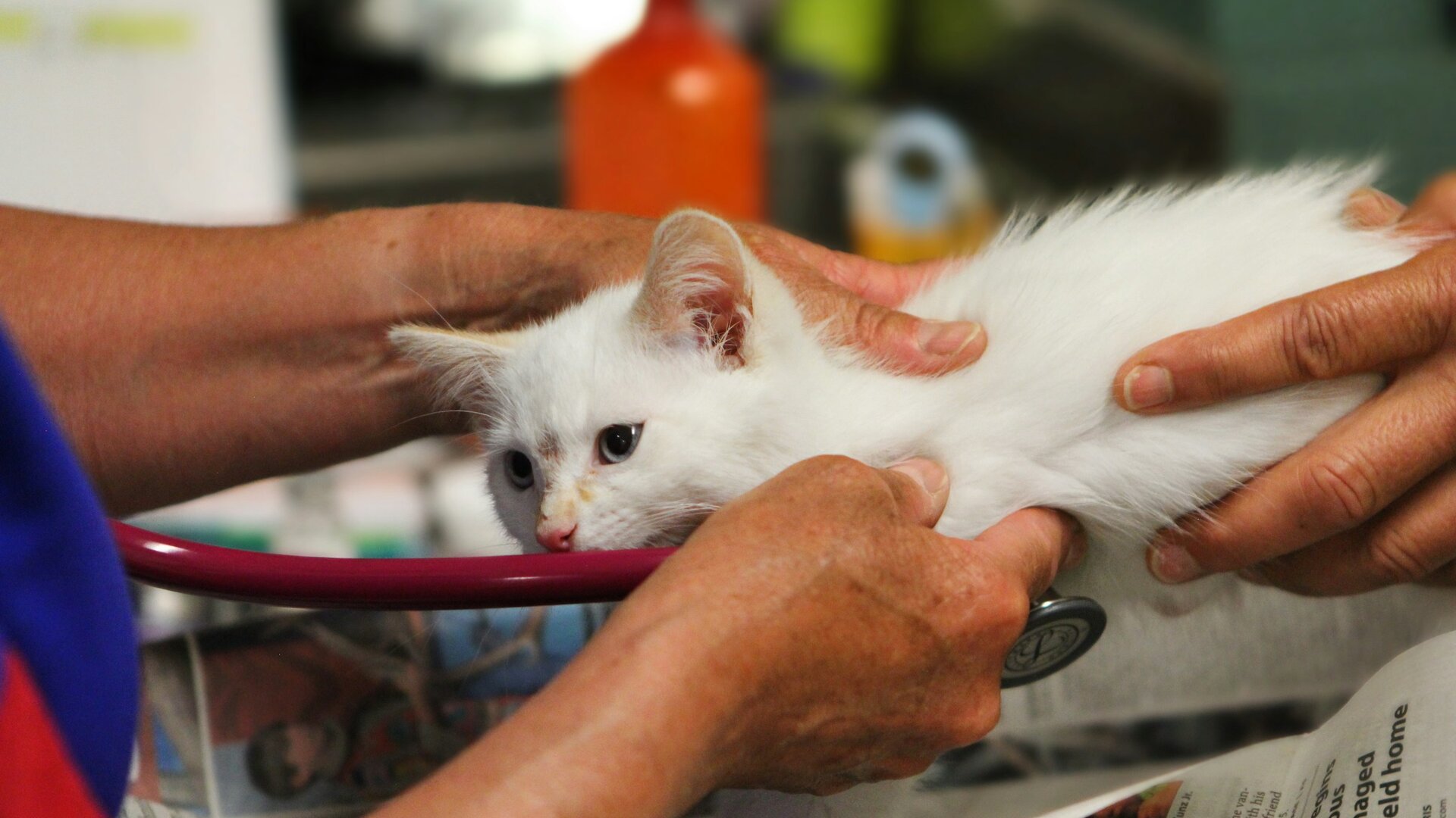 Gatto in visita veterinaria: prevenzione e cura di cistiti, cristalli urinari e disturbi del tratto urinario felino (FLUTD)